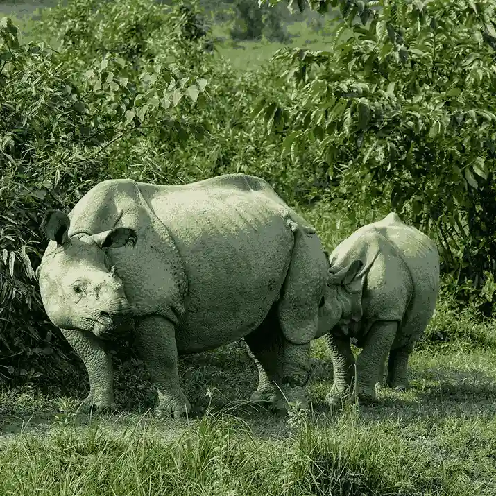 Explore Kaziranga National Park