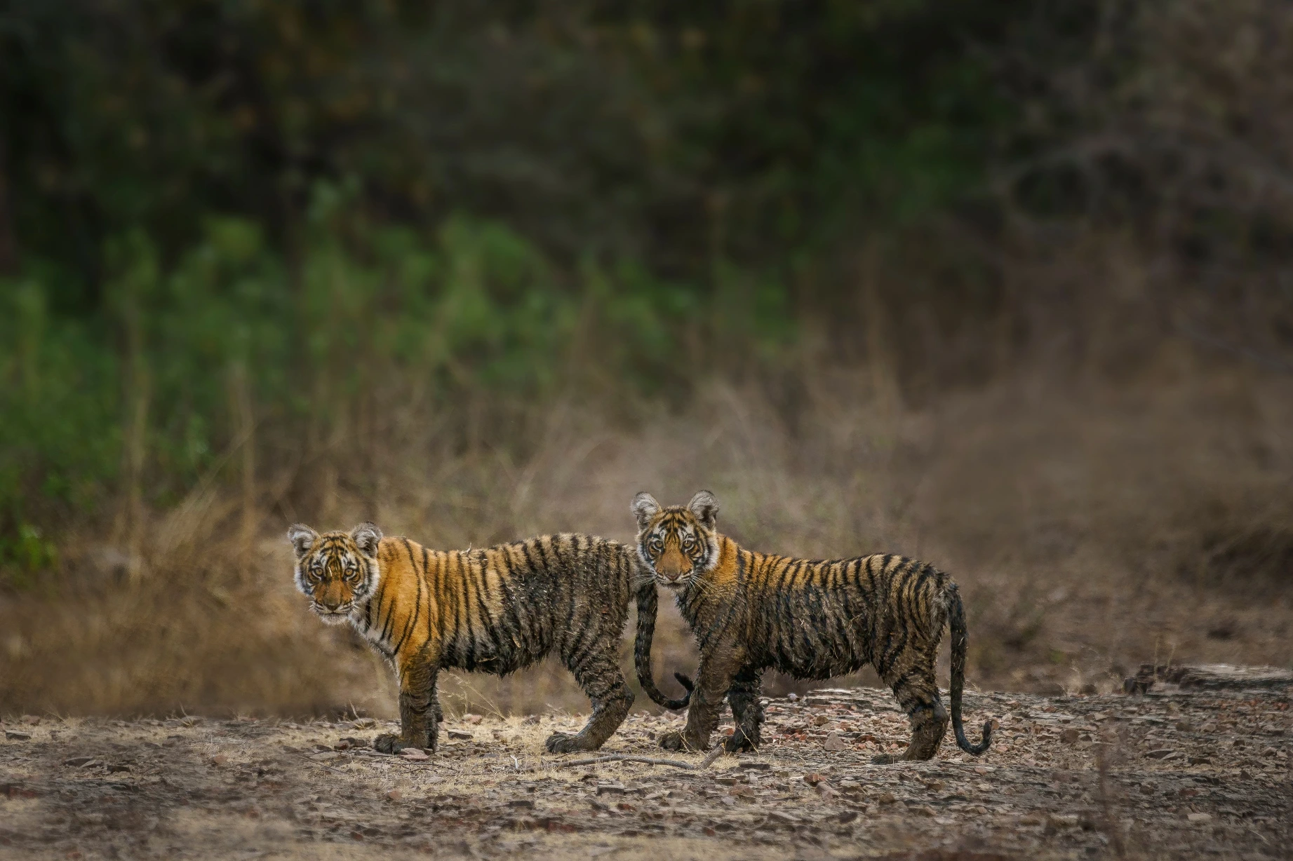 Ranthambore National Park