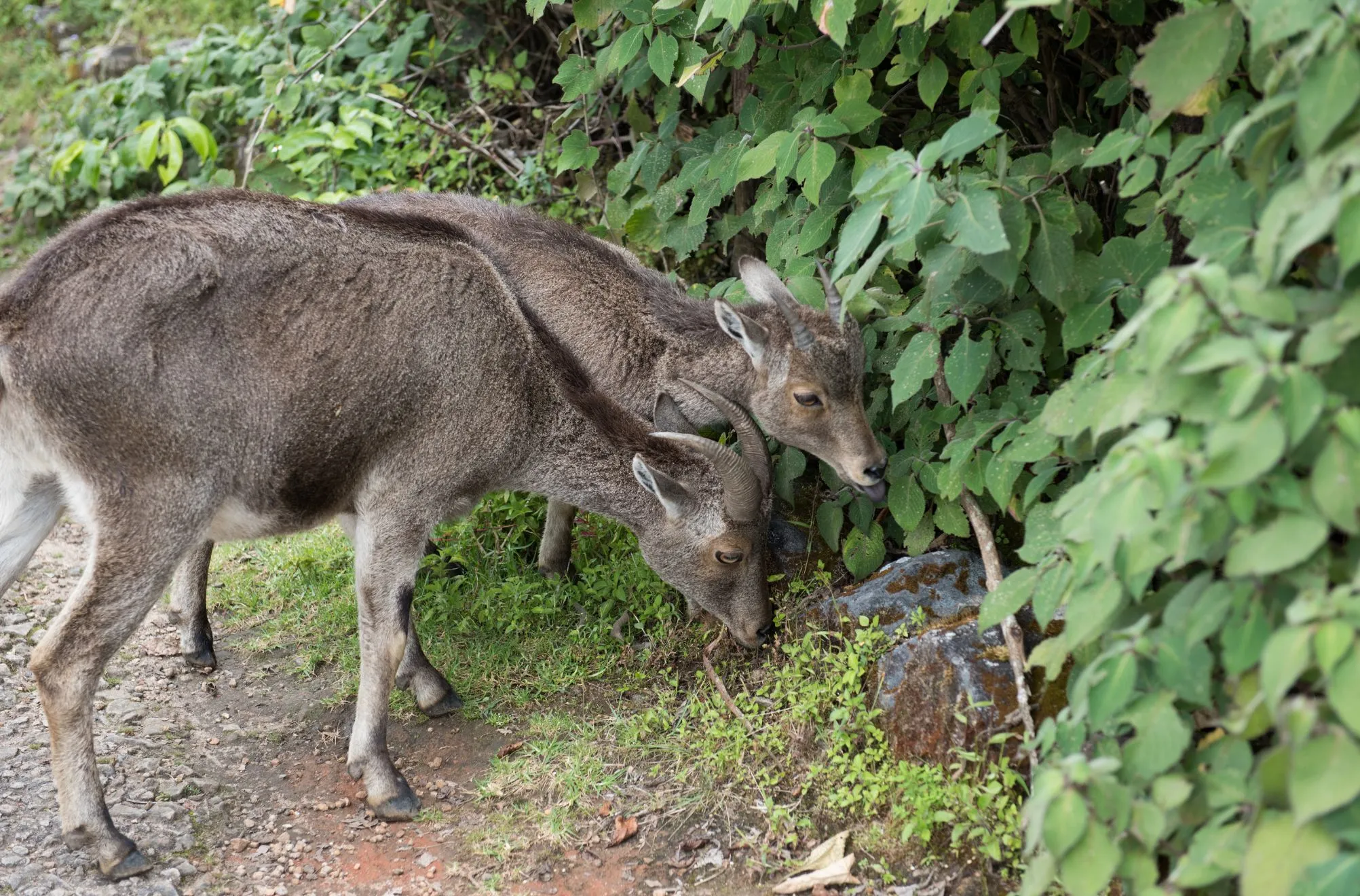 Wildlife Sanctuaries
