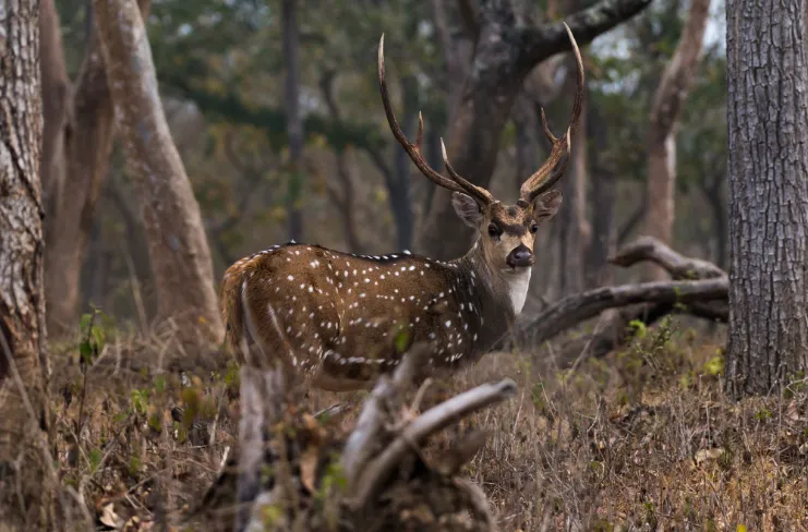 Mudumalai National Park
