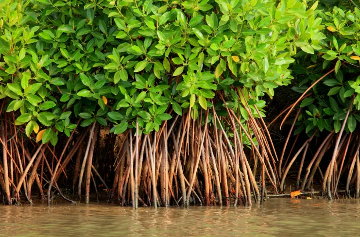 Pitchavavram Mangrove Forest