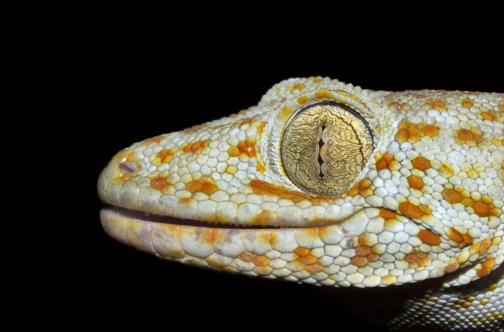 Trishna Wildlife Sanctuary