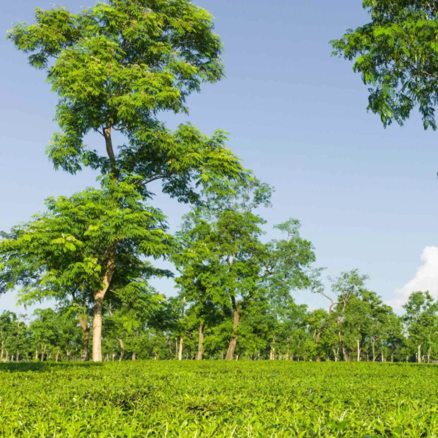 Assam Plantation Jorhat