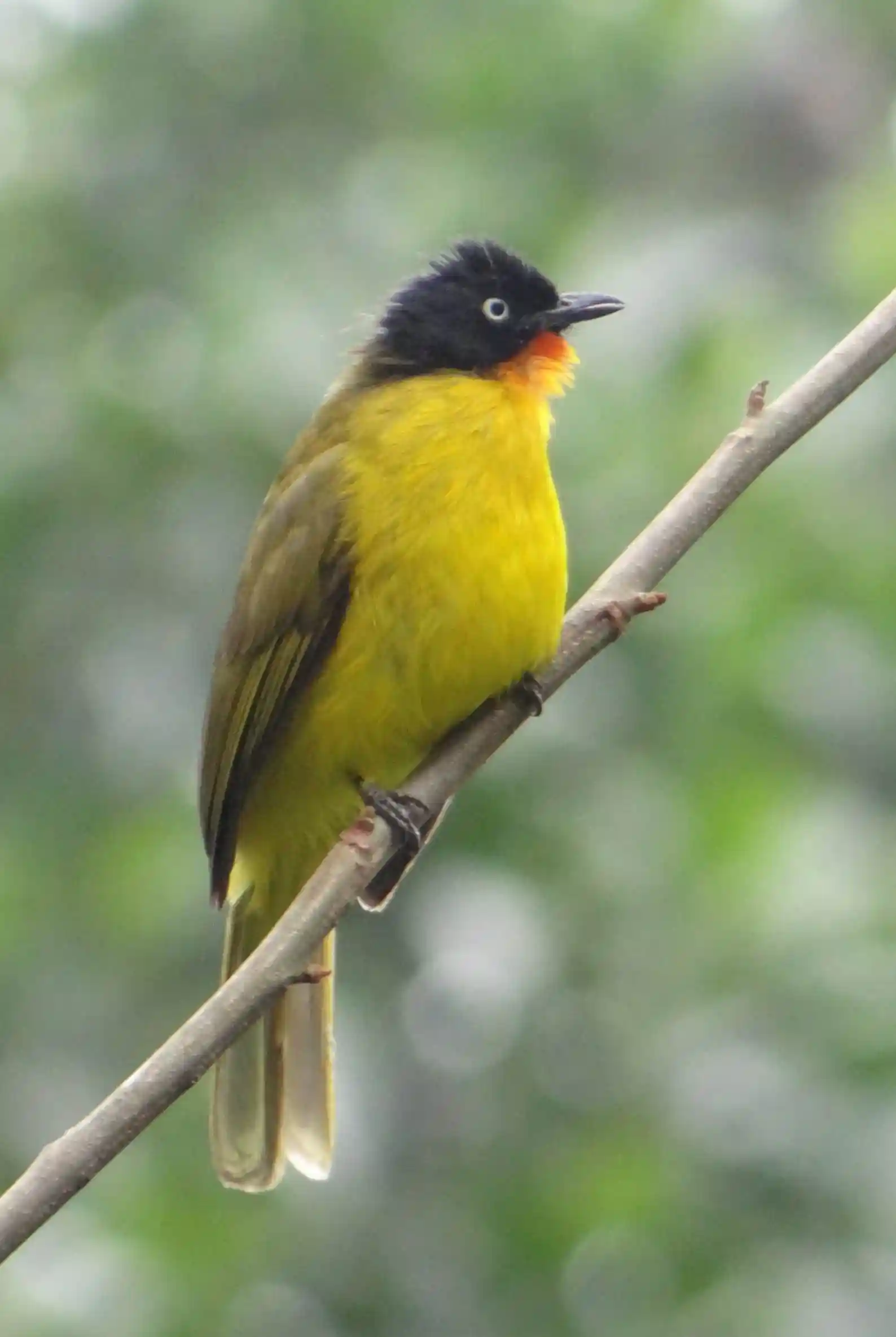 birdwatching in Coorg’s rich natural habitat