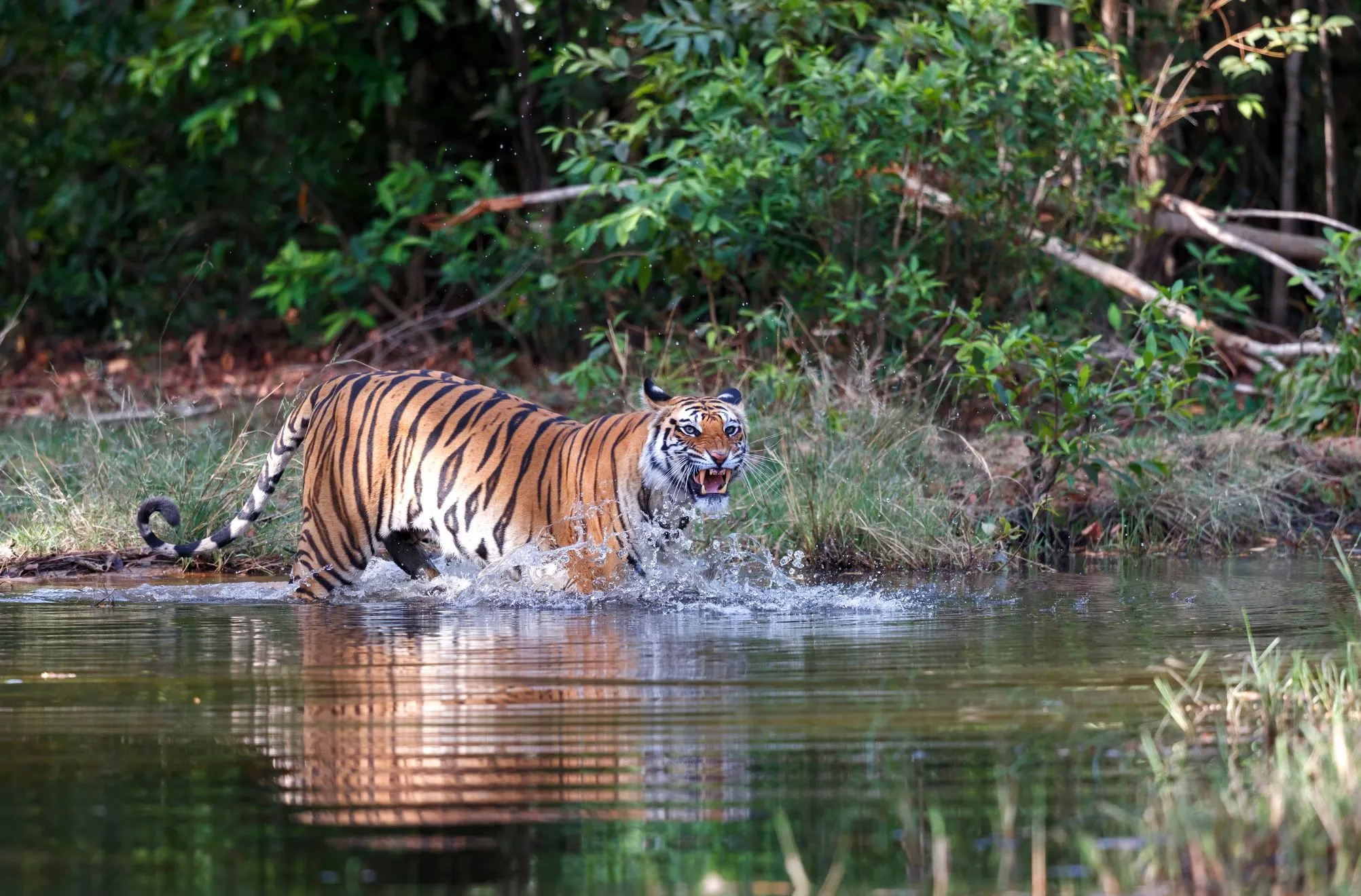 Tiger Safari in Bandhavgarh