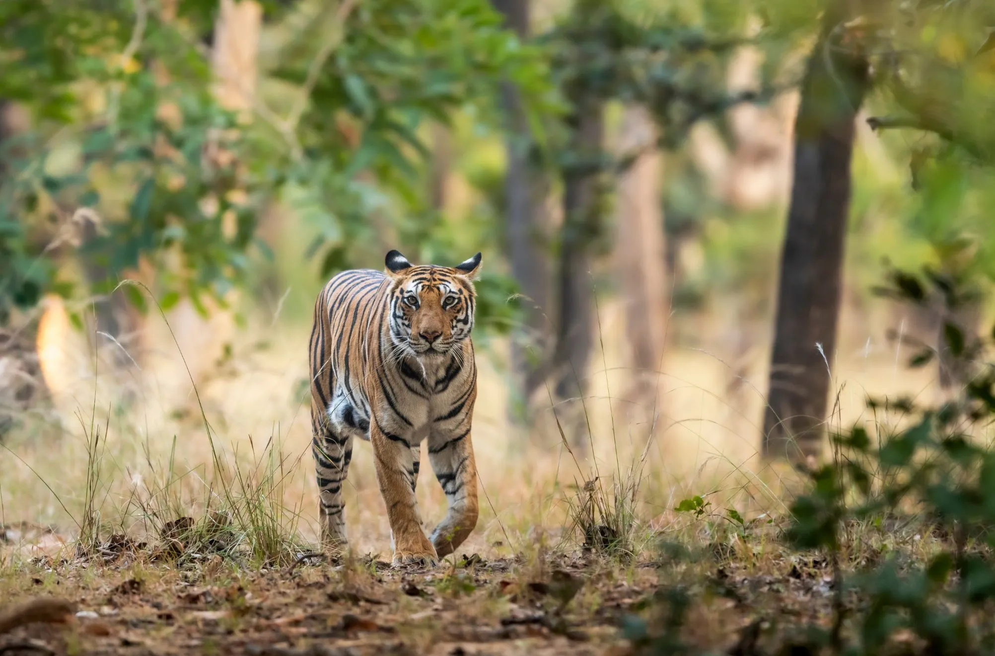 Tiger Safari in Bandhavgarh