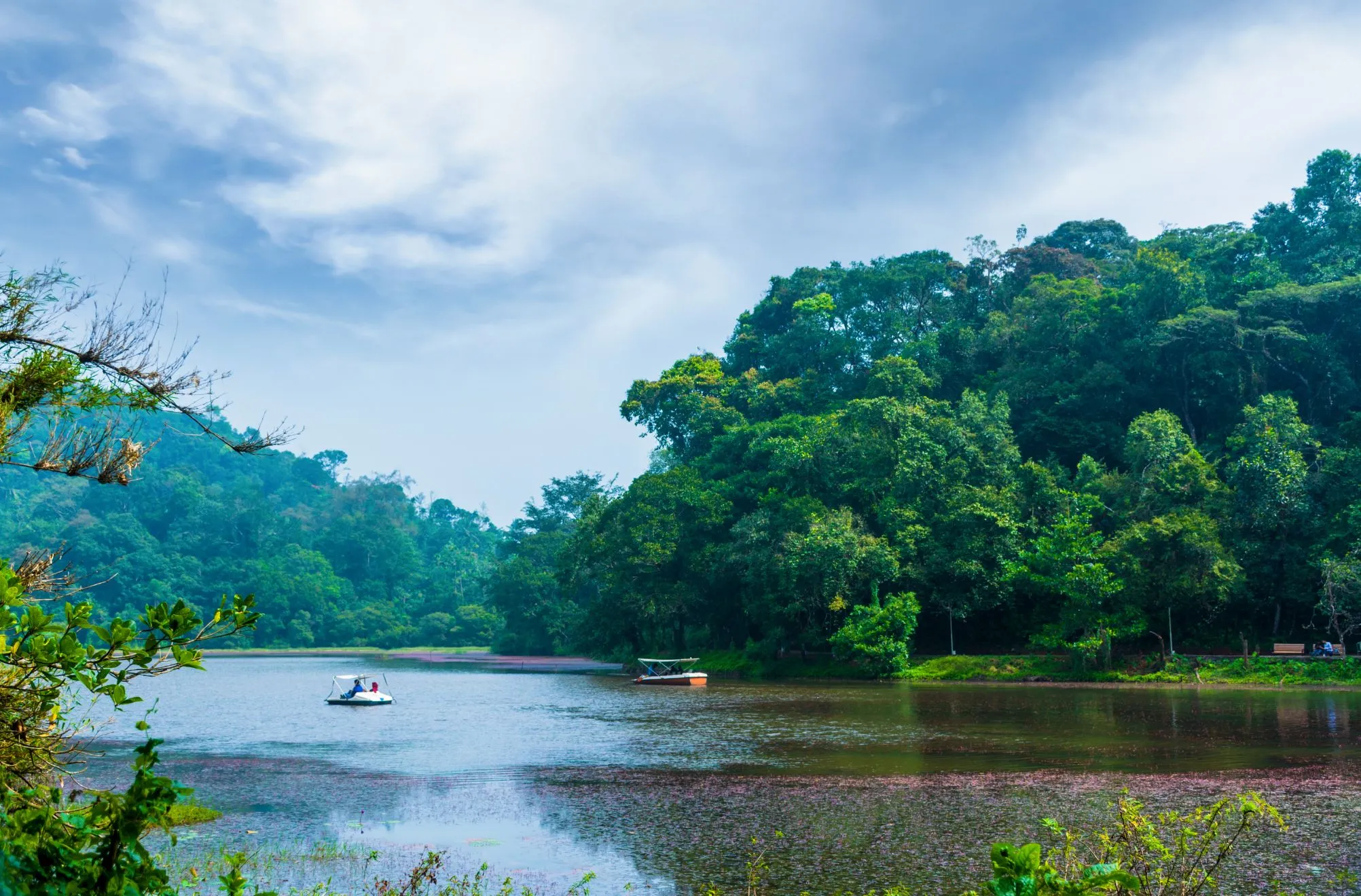 treehouse amidst Wayanad’s lush forests