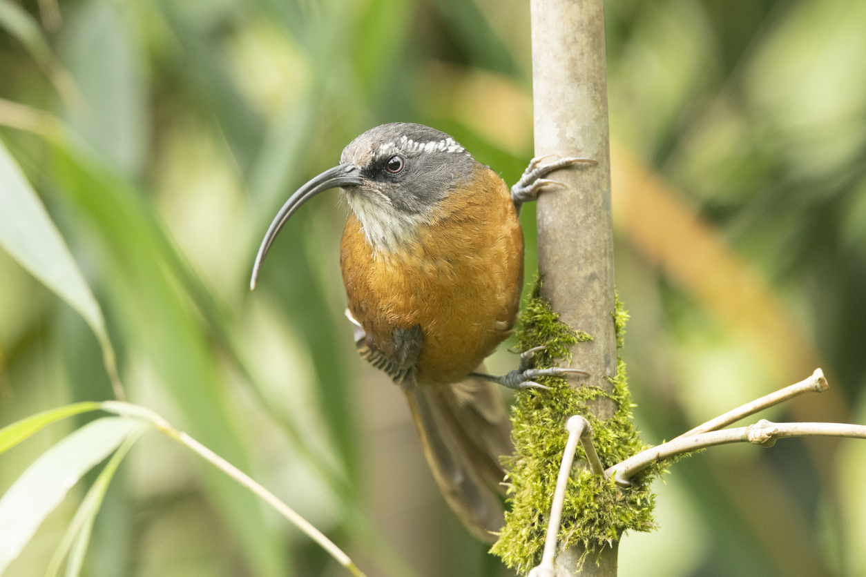 Biodiversity & Conservation