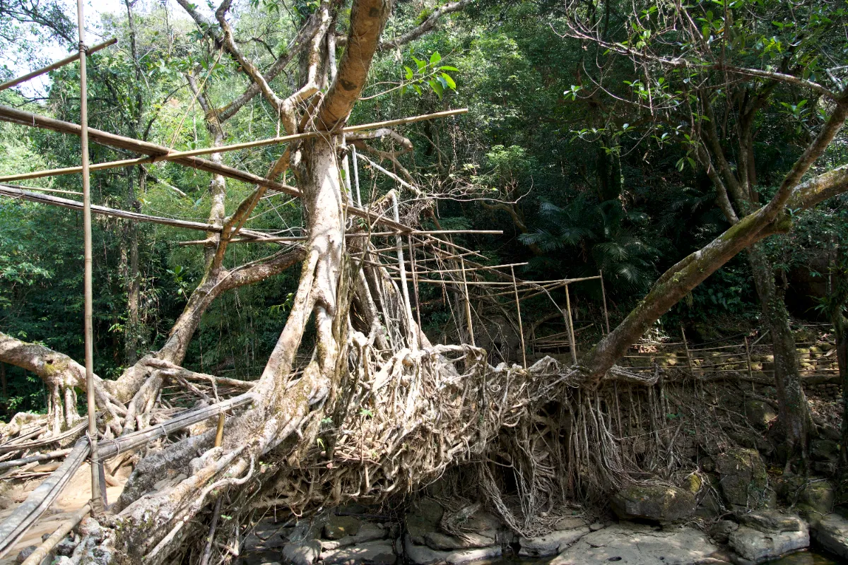 Double Decker Living Roots Bridge at Nongriat Village