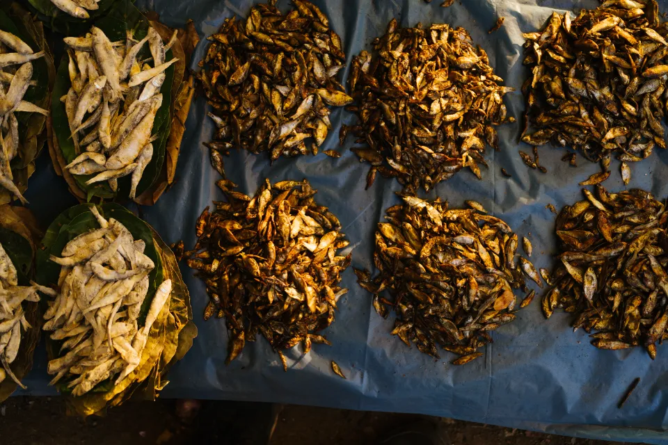 Culture of Chhattisgarh