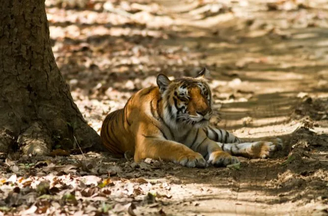 Tiger in Jim Corbett