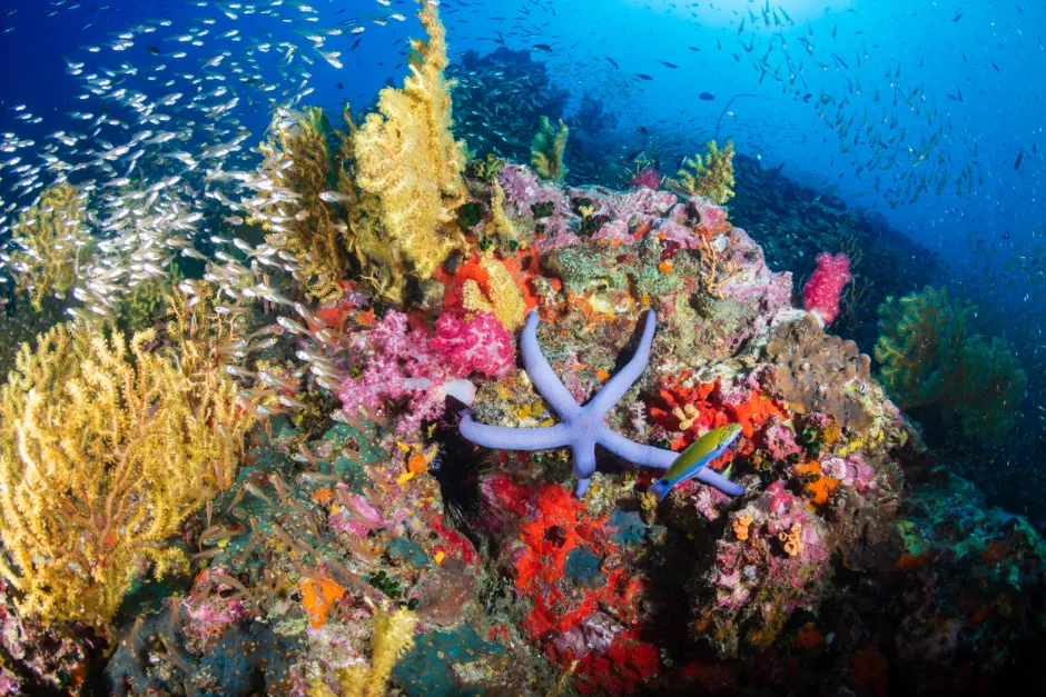 Marine ecology