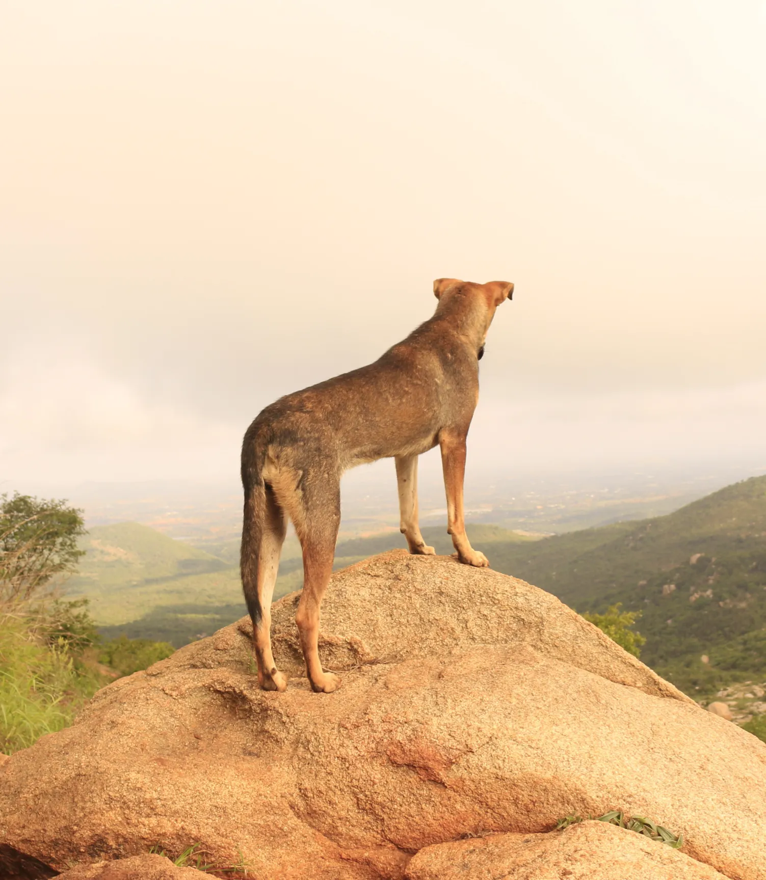 Pet Passports & Paperwork