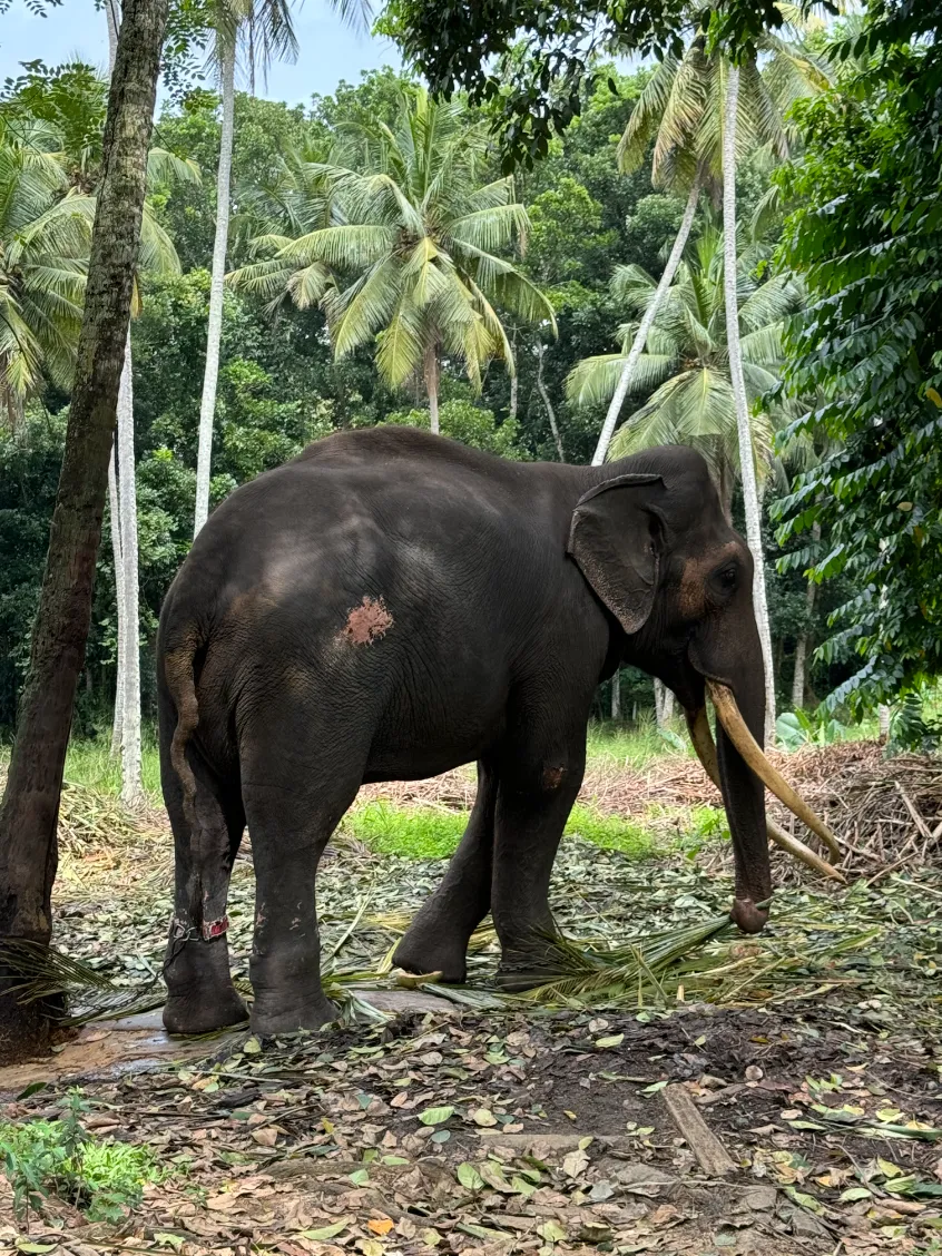 adult elephant