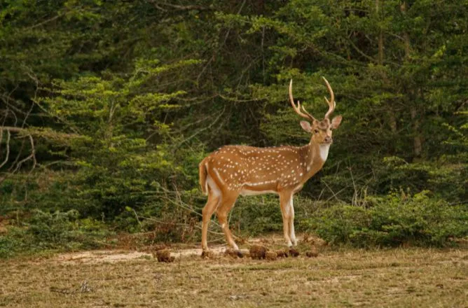 Sri Lankan axis deer