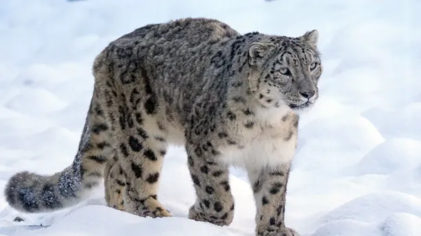 Snow leopard photo