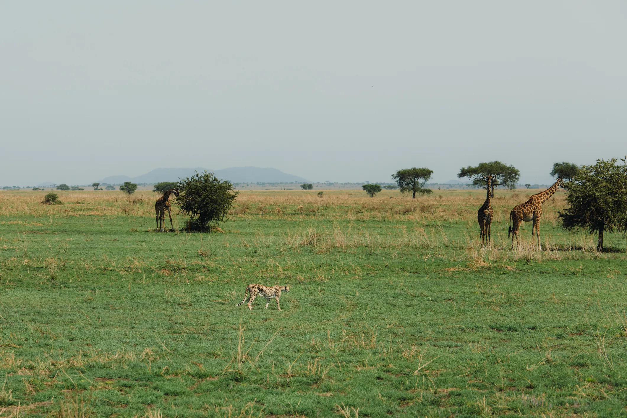 Cheetah Spotting in Serengeti National Park: