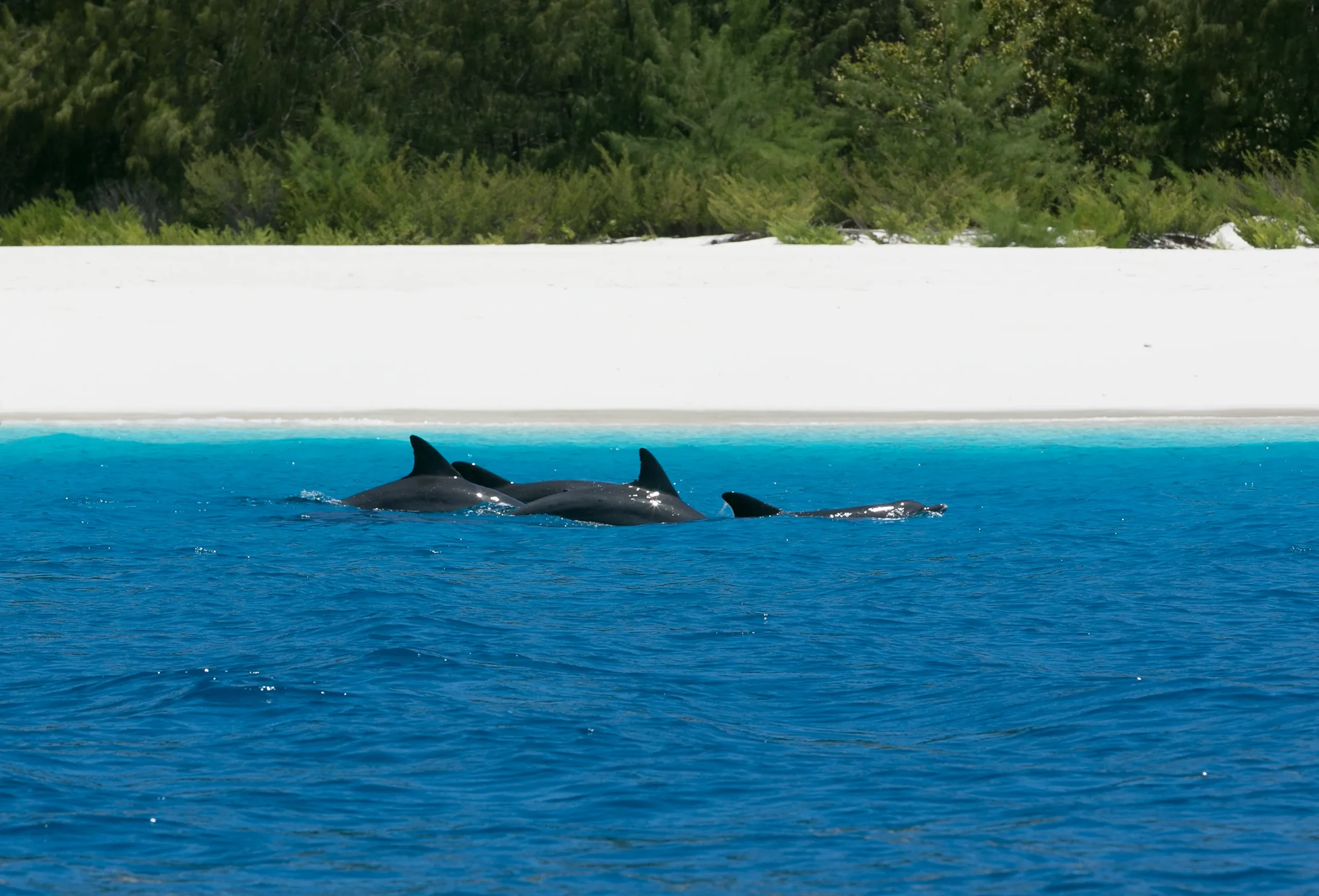 Whale Watching: Giants of the Ocean!