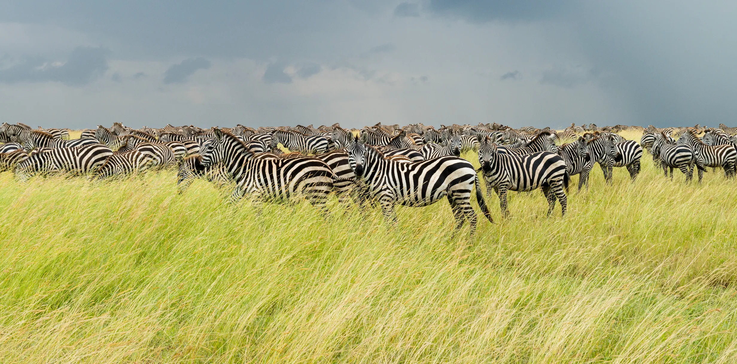 zebra