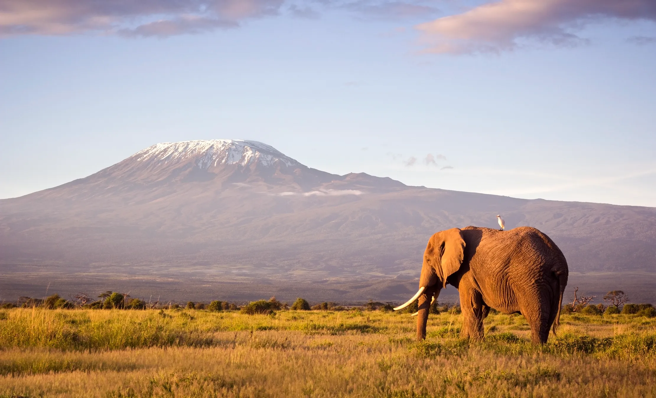 Adult Elephant