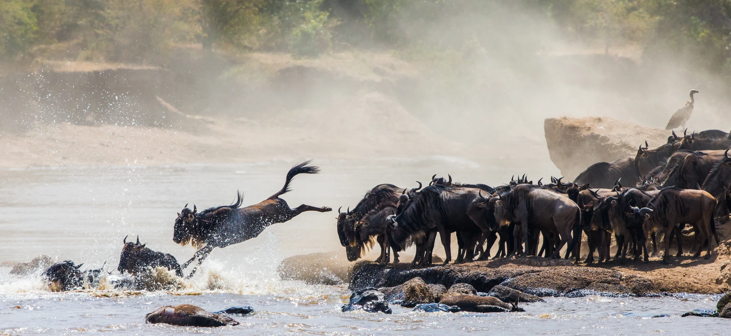 Herd of wildebeest splashing across a river during a game drive in the Serengeti